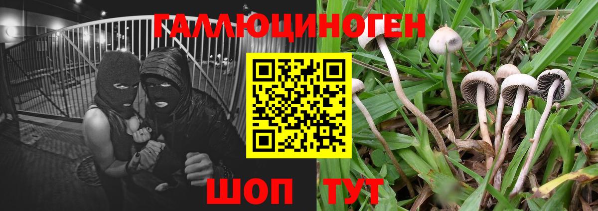 Асино  наркота  Вход с VPN  Псилоцибиновые грибы мицелий 